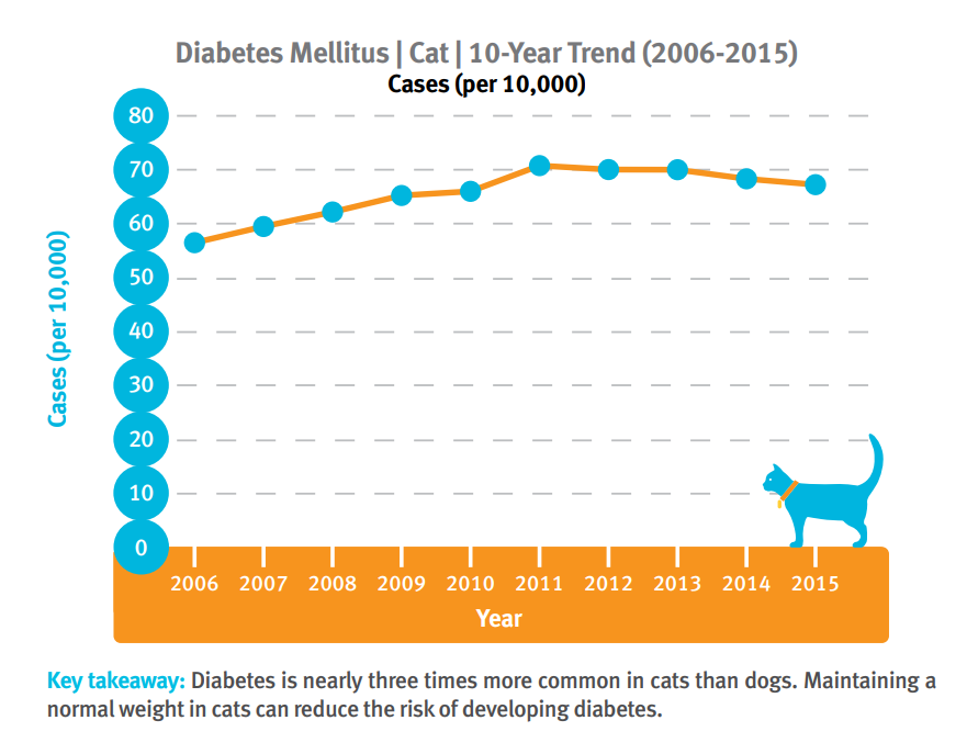 Diabetes trends for cats